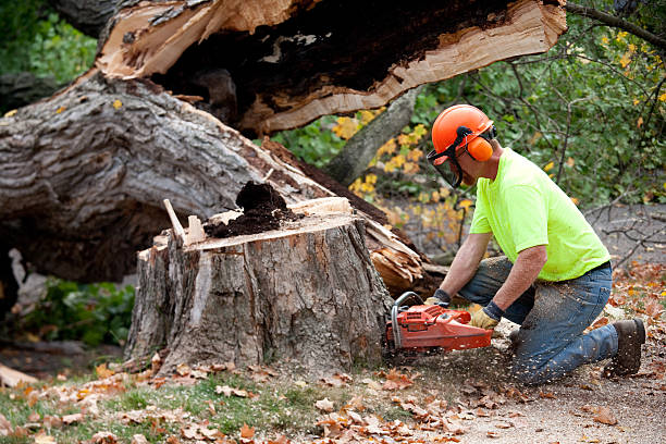 Best Arborist Services Near Me  in Cowan, TN